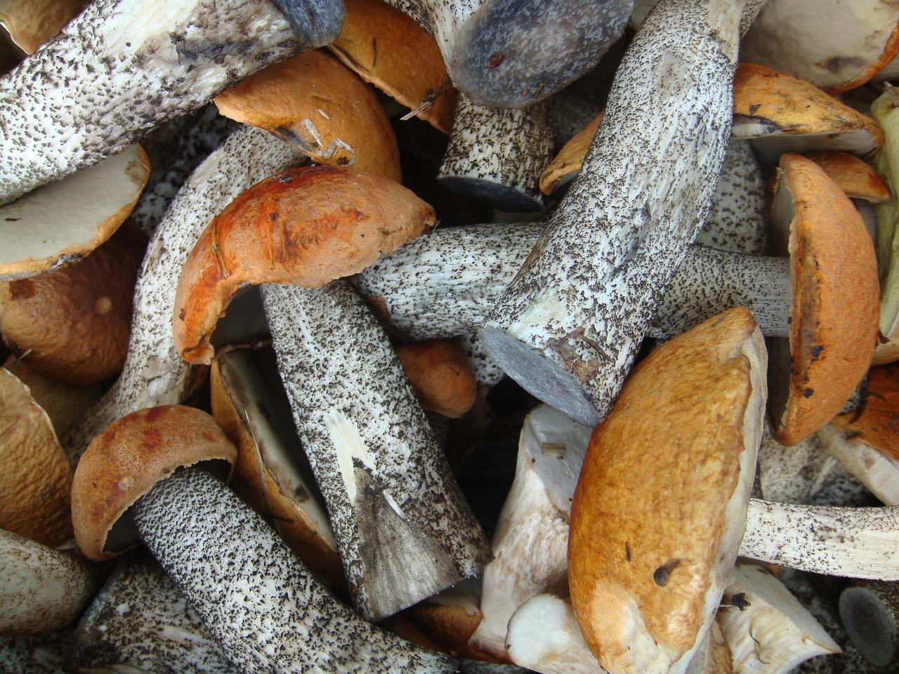 Vegetarische weerstandsbouillon