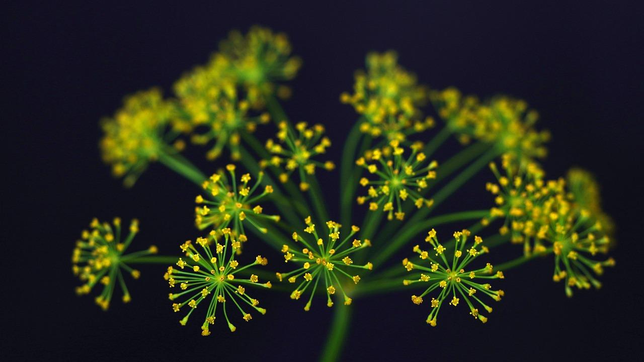 Golden Glow Spices